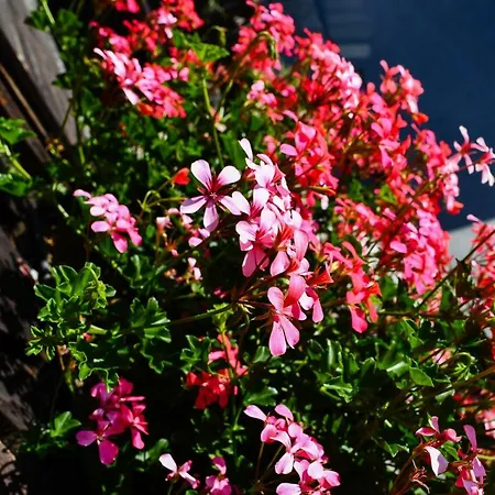 Gasthof De Moiry Superieur