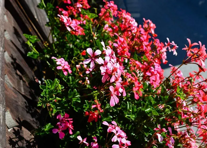 Han/Misafirhane De Moiry Superieur